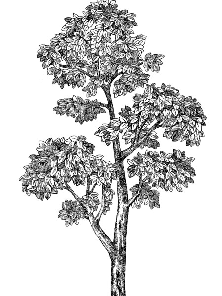 WALLPOPS MULBERRY TREE WALL ART KIT N/A