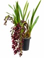 ORQUIDEA CYMBIDIUM PENDULAR ORQUIDEA CYMBIDIUM PENDULAR