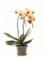 ORQUIDEA VARAS CURVAS ORQUIDEA VARAS CURVAS