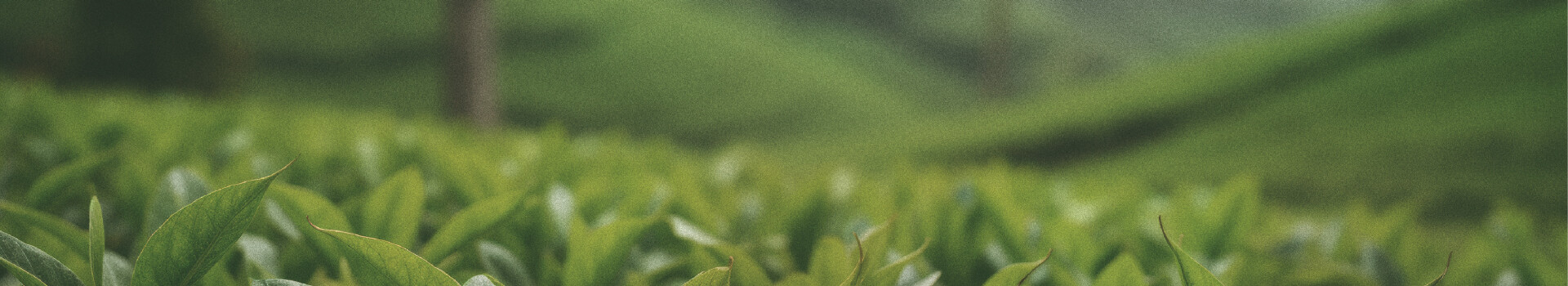 Listado de Productos - Herbal