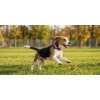 Collar Para Mascotas Talle L Refractario FUCSIA
