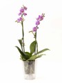 ORQUÍDEA MINI CON PORTA MACETA PORTA MACETA TRANSPARENTE