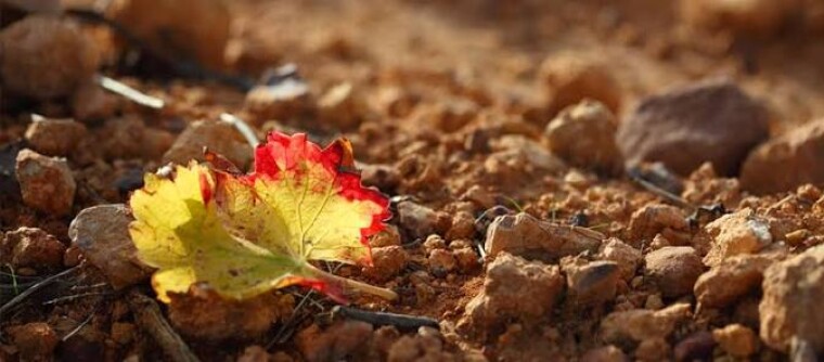 Cepas y Terroirs