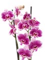 ORQUÍDEA PHALAENOPSIS VARAS RECTAS ORQUÍDEA PHALAENOPSIS VARAS RECTAS