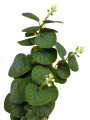 PLANTA VERDE