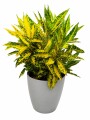 CROTON AMARILLO EN MACETA GRIS