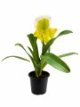 ORQUÍDEA PAPHIOPEDILUM AMARILLOS