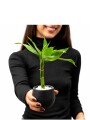 LUCKY BAMBOO LUCKY BAMBOO
