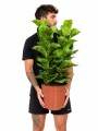 FICUS LYRATA 2 RAMAS FICUS LYRATA 2 RAMAS