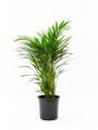 PALMERA ARECA M PALMERA ARECA M