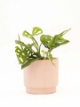 MONSTERA ADANSONII CON MACETA CERAMICA ROSA