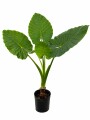 ALOCASIA MACRORRHIZA ALOCASIA MACRORRHIZA