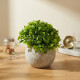 Arbusto Boj Artificial 12X9CM S/C