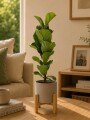 FICUS LYRATA BABY CON MACETA CERAMICA ROSA CON SOPORTE