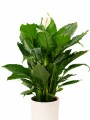 LIRIO DE LA PAZ L EN MACETA CERAMICA BLANCA