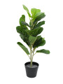 LIRATA VERDE (V)