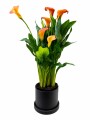CALAS NARANJA EN MACETA CERAMICA NEGRA