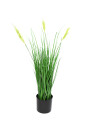 JUNCO VERDE (V)