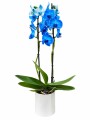 ORQUIDEA AZUL CON MACETA BLANCA
