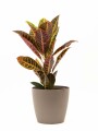 CROTON M CON PORTAMACETA PLASTICO TAUPE