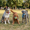 Juguete Para Perro Bola Con Flecos AMARILLO