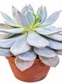SUCULENTA ECHEVERIA CANTE SUCULENTA ECHEVERIA CANTE