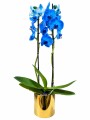 ORQUIDEA AZUL CON MACETA DORADA