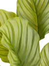 Planta artificial ROLF H55cm verde Planta artificial ROLF H55cm verde