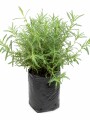 LAVANDA LAVANDA