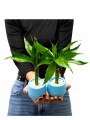 LUCKY BAMBOO LUCKY BAMBOO
