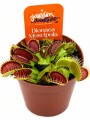 PLANTA INSECTÍVORA DIONAEA ( CARNIVORA ) PLANTA INSECTÍVORA DIONAEA ( CARNIVORA )