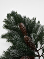 BOA DECORATIVA NORUEGA VERDE