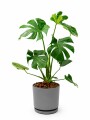MONSTERA EN MACETA CERAMICA CON PLATO GRIS OSCURO