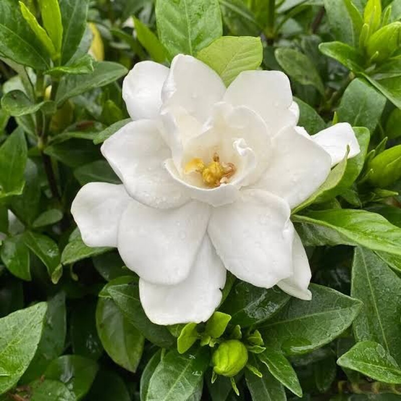 Vela Aromatica de Soja Marchand Jazmin & Gardenia