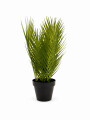 PALMERA VERDE