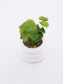 MACETA CERAMICA CON PLANTA BLANCO