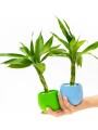 LUCKY BAMBOO LUCKY BAMBOO