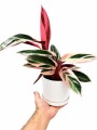 CALATHEA TRIOSTAR EN MACETA BLANCA