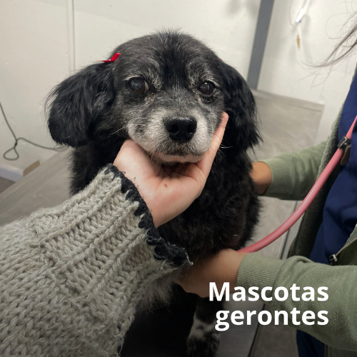 Mascotas adultas y senior
