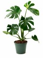 MONSTERA L MONSTERA L