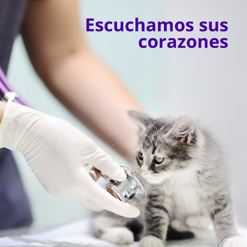 Escuchamos sus corazones
