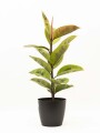 FICUS ELASTICA SHIVERIANA EN PORTAMACETA PLASTICO GRAFITO