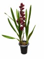 ORQUIDEA CYMBIDIUM ORQUIDEA CYMBIDIUM