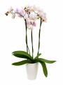ORQUÍDEA MINI CON MACETA BLANCA