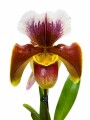 ORQUÍDEA PAPHIOPEDILUM CON MARRONES