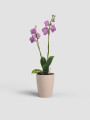 MACETA PARA ORQUÍDEA P12 VARAS RECTAS ROSA