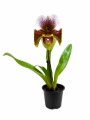 ORQUÍDEA PAPHIOPEDILUM CON MARRONES