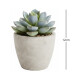 Suculenta decorativa D12CM SURTIDO