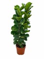 FICUS LYRATA FRONDOSO 3 RAMAS FICUS LYRATA FRONDOSO 3 RAMAS