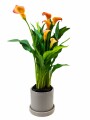 CALAS NARANJA EN MACETA CERAMICA GRIS
